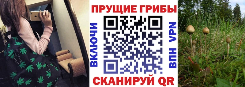 Галлюциногенные грибы Psilocybe Бабушкин